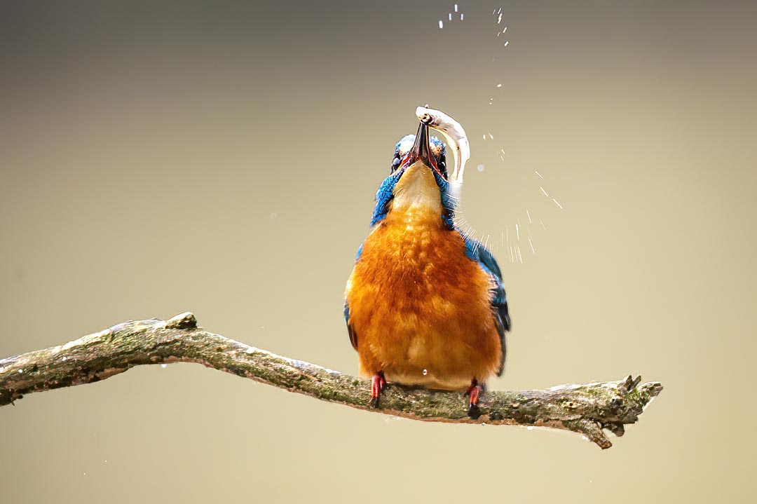 DavidAPlummer's tweet image. GARDEN REWILDING - mailchi.mp/1ec258678494/s…