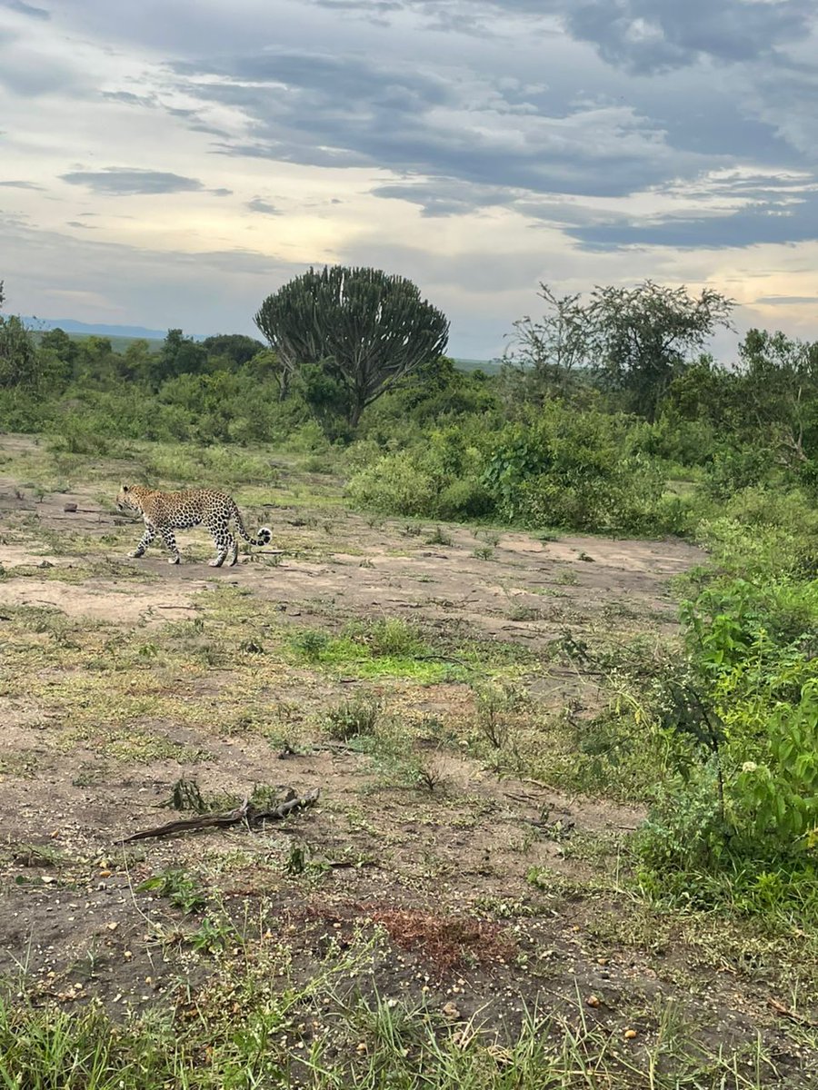UGASAF256's tweet photo. Visit Queen Elizabeth National Park. Once you're there, ask your guide about the channel track. You may spot a leopard. 
#ugandasafari #travelguide #ExploreUganda #marketing #POATE2025 https://t.co/dAT5YLgOc5
