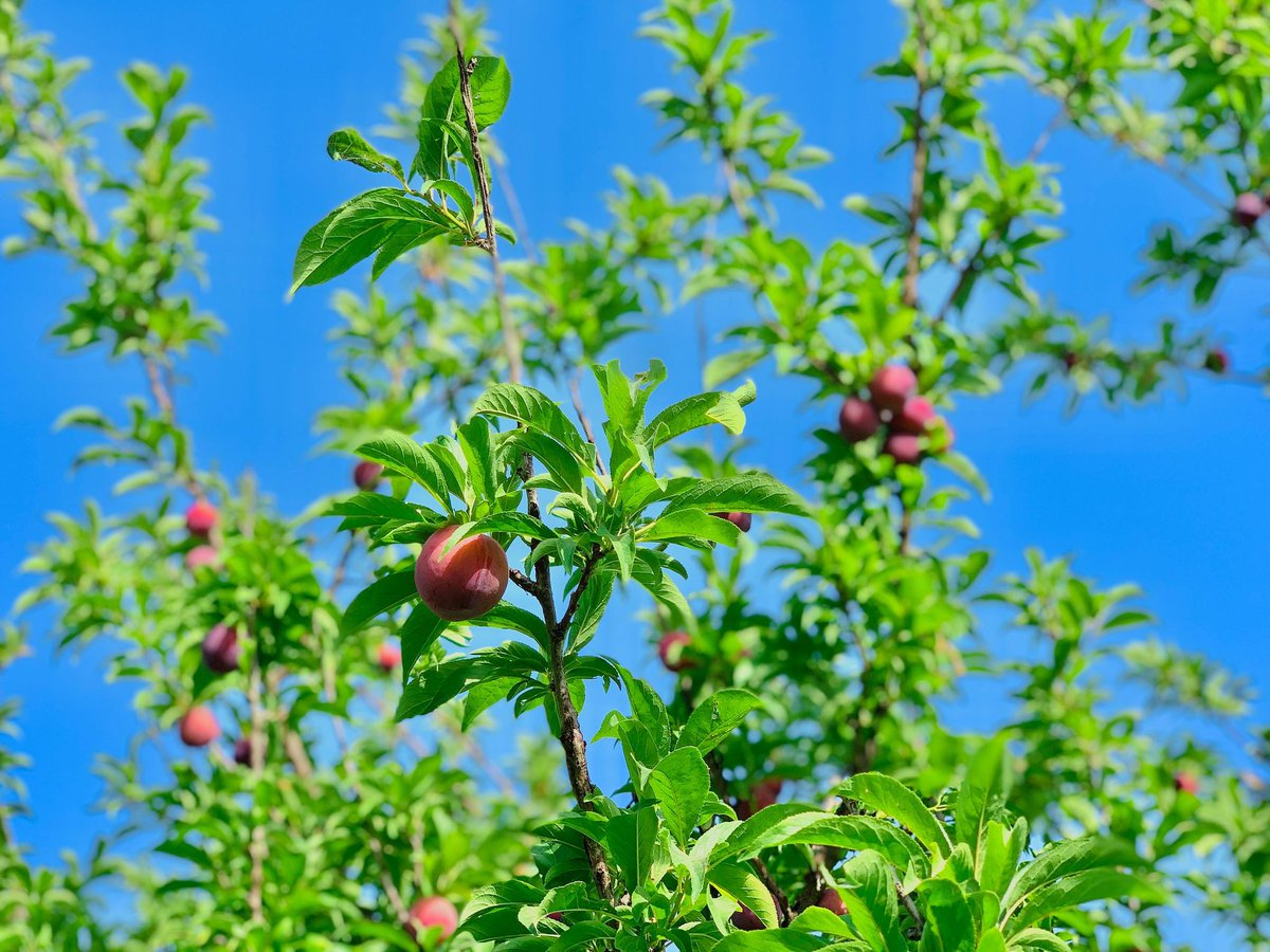 د خوست د تڼیو ولسوالۍ له فقیراباد کلي څخه  د وطني الوچو تازه عکسونه. 

عکاس: Asadullah Arfan/اسدالله عرفان