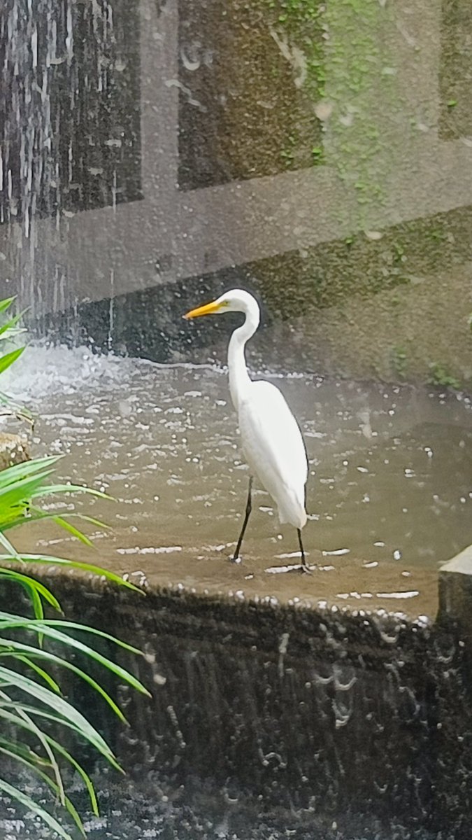 MielonenTopias's tweet photo. White non-multicolored stark on the hotel yard.
#whitestark #nonmulticolored #hotelyard #thailand #pictures #xservice https://t.co/TgTARYbEi2