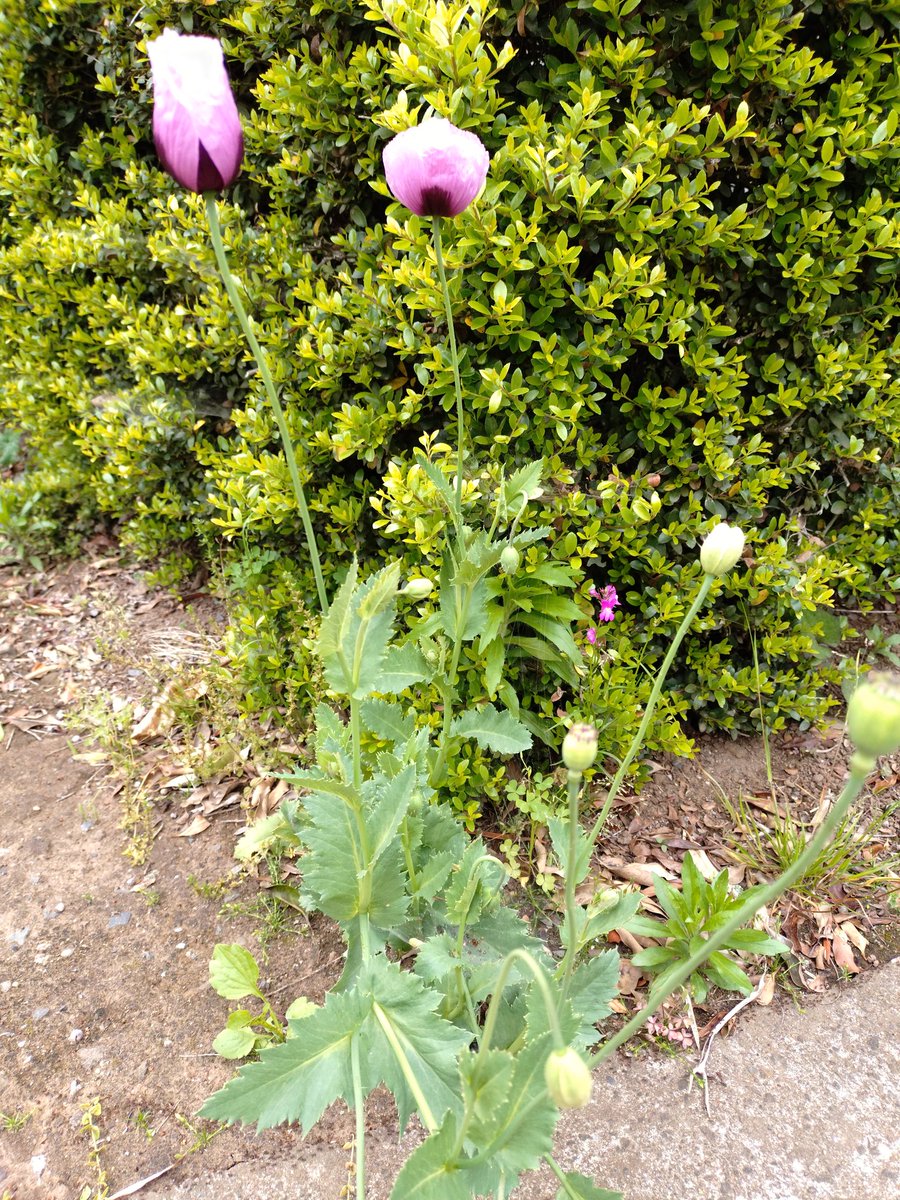 Mahinatan's tweet photo. 実家の草取りをしていたら　生け垣の横に何やら見たことがない花が！？
ちょっと嫌な予感がします💧
Google先生に聞いてみたら⚠️
触りたくないけど放置したくもない
え…どうしたらいいの…困ったぞ☹️ https://t.co/cYjMLJSb1m