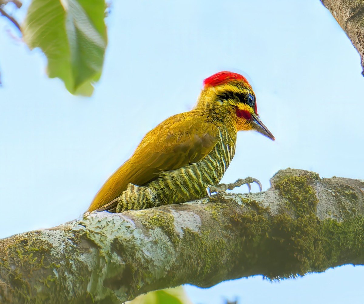Ruben Giron (@rubengi02391602) on Twitter photo White-browed Woodpecker - Males have a striking red crown and bars on its chest as seen in this picture. Seen at Parque Estadual dos Três Picos, Brasil. #birdcpp <a href="/BirdCentralPark/">Manhattan Bird Alert</a> #birdsofbrazil White-browed Woodpecker - Males have a striking red crown and bars on its chest as seen in this picture. Seen at Parque Estadual dos Três Picos, Brasil. #birdcpp <a href="/BirdCentralPark/">Manhattan Bird Alert</a> #birdsofbrazil