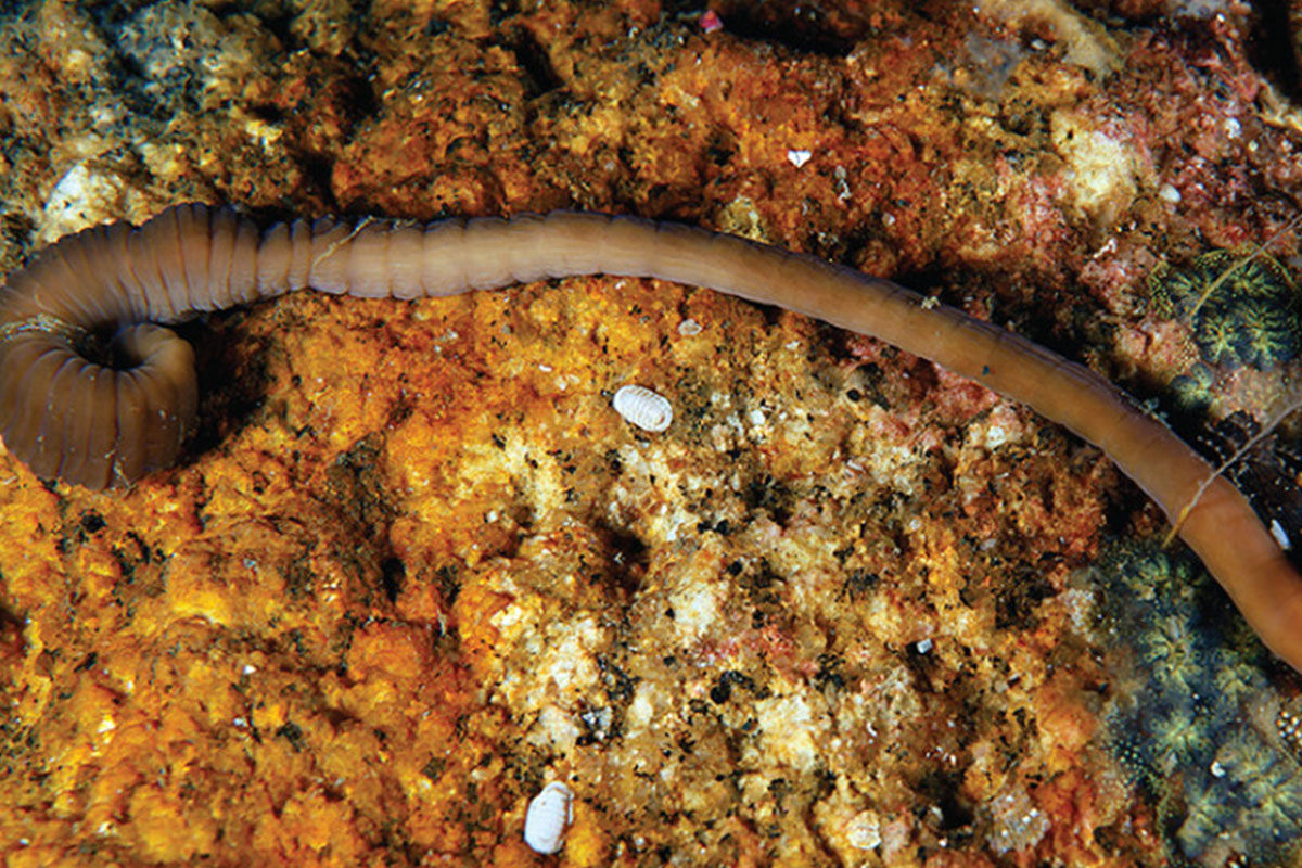 Universidad Alcalá (@uahes) on Twitter photo La ciencia avanza de la mano de la #UAH, en este caso, en la exploración del ecosistema marino con el hallazgo de una especie de nemertino, Pararosa vigarae, útil en aplicaciones biotecnológicas como fármacos o pesticidas ecológicos. ow.ly/PuSA50VXFfB
<a href="/JuanJunoy/">Juan Junoy</a> <a href="/mncn_csic/">Museo Nacional de Ciencias Naturales</a> La ciencia avanza de la mano de la #UAH, en este caso, en la exploración del ecosistema marino con el hallazgo de una especie de nemertino, Pararosa vigarae, útil en aplicaciones biotecnológicas como fármacos o pesticidas ecológicos. ow.ly/PuSA50VXFfB
<a href="/JuanJunoy/">Juan Junoy</a> <a href="/mncn_csic/">Museo Nacional de Ciencias Naturales</a>