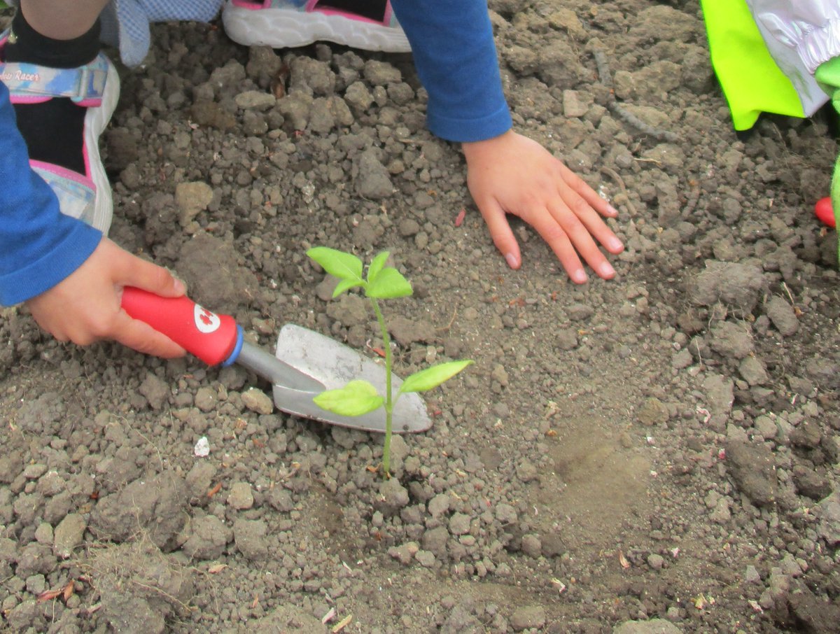 On Wednesday, year 2 enjoyed a trip to Menston park to take part in a local gardening project in collaboration with Menston in Bloom. The class planted seedlings and wild flowers in the new flower beds within the park's gardens. 🌷