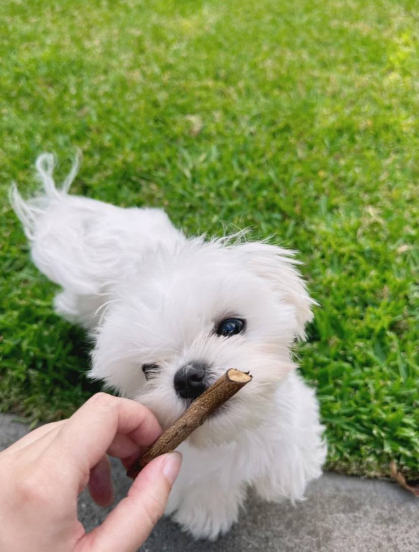 犬を飼っている方は、大切に扱ってあげてください。それは、自分自身の神を見ることができる世界で唯一の動物です。