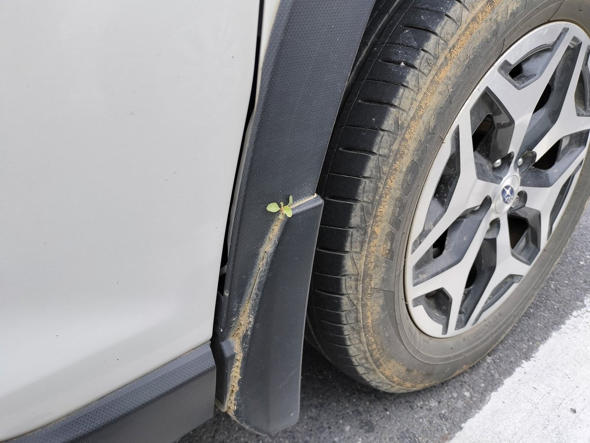 自分の車に草が生えてた(TдT)