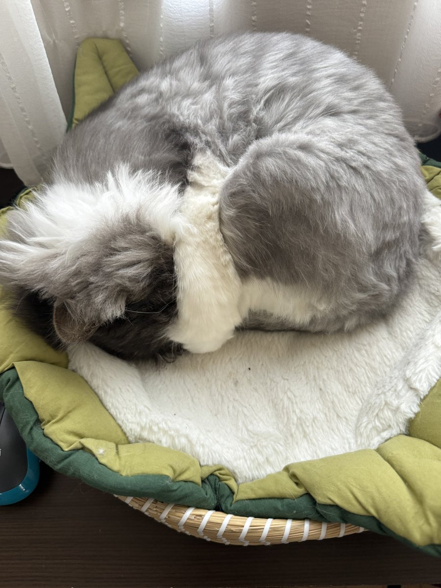 ごーすとです。 tweet media