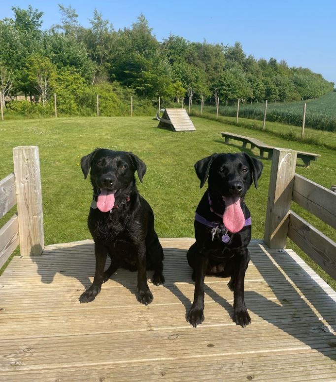 We Accept Pets tweet media