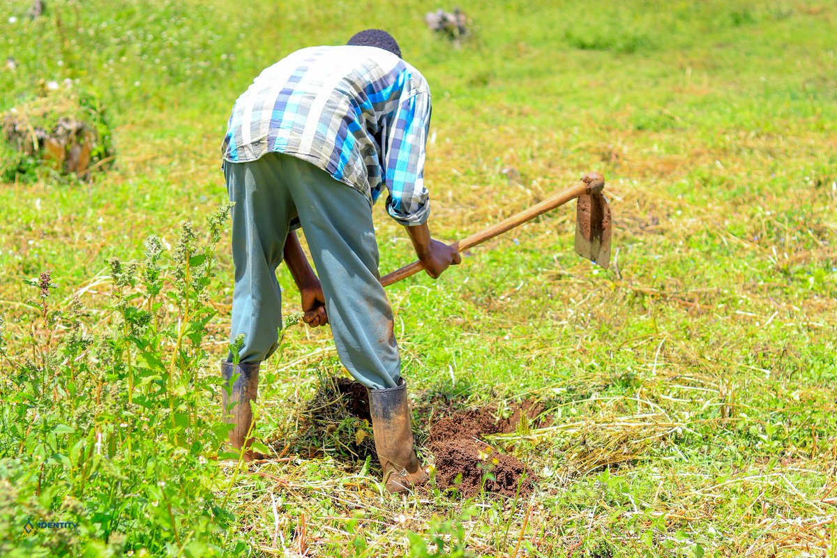 yfga_kenya's tweet photo. This tree planting initiative brought together various stakeholders to address deforestation and promote climate resilience.The collaborative efforts underscore our commitment to building a sustainable future #FutureInAMillionTrees #YGAKKipkabusForest200000Trees #Gitdubai https://t.co/iWMqWkLhIV