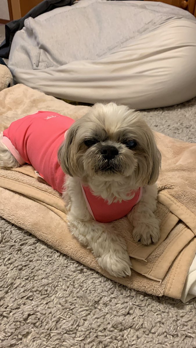 densuke_003's tweet photo. #秘密結社老犬倶楽部
#シーズー  #あんず
#犬好きさんと繋がりたい 
おかげさまで帰宅しました
まだまだ麻酔からの覚醒が良くないみたい
帰宅後ご飯はモリモリ食べてくれました
皆さんの応援コメントとても嬉しかったです
本当にありがとうございました https://t.co/c8dyrmSKsP