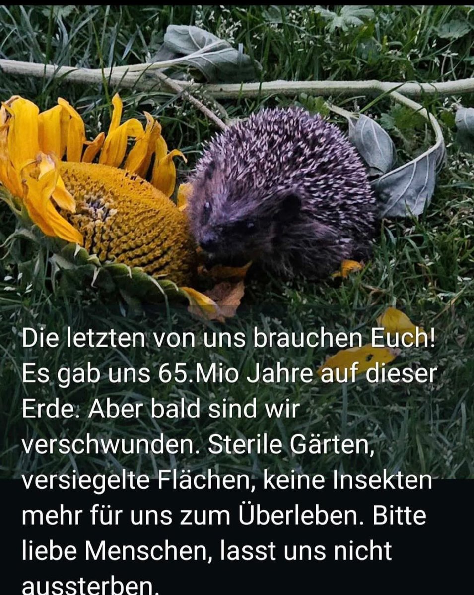 HilfeIgel's tweet photo. Denkt mal darüber nach 💪🫶🦔 https://t.co/z1RfksUs27