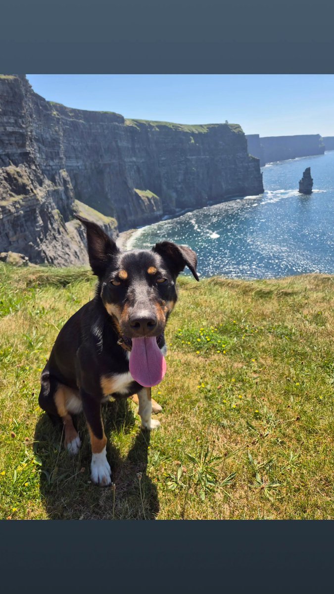 cormac_mcginley's tweet photo. Hot dog!! 
Fiadh, building up a thirst at the Cliffs of Moher before the warm spell ends.
County Clare, Ireland. https://t.co/FieqUUgCzp