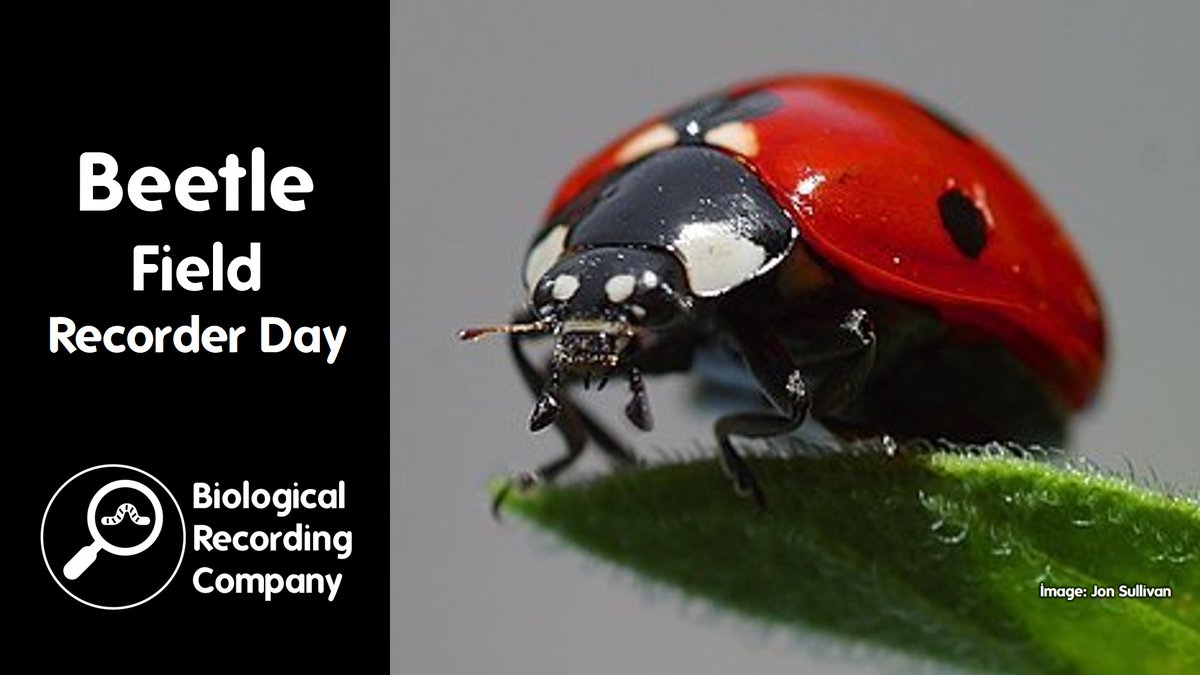 KeironDBrown's tweet image. 🪲 LAST CHANCE to join us on a FREE field day of beetle ID, recording & networking with specialist @ConnorButler. Beginners welcome!
📍 Southwark, London
Sign up: eventbrite.co.uk/e/1368618638189
@Southwark_DofE, @iGiGL, @LNHSoc.
