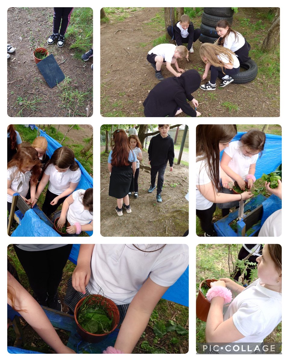 MrsSigurdsson's tweet photo. P2 planted seeds &amp; created minibeast pot homes as part of their Nature Reserve Garden idea. They checked packets to learn when they'd start to grow &amp; how tall. Lots of veg &amp; herb seeds were planted too. Thanks P5 who came to help us @DunipaceSTEM @_MissMcKechnie_ 🌳🌼🪱🪵🐌🌸🐛🌿 https://t.co/1gDqBvkF19