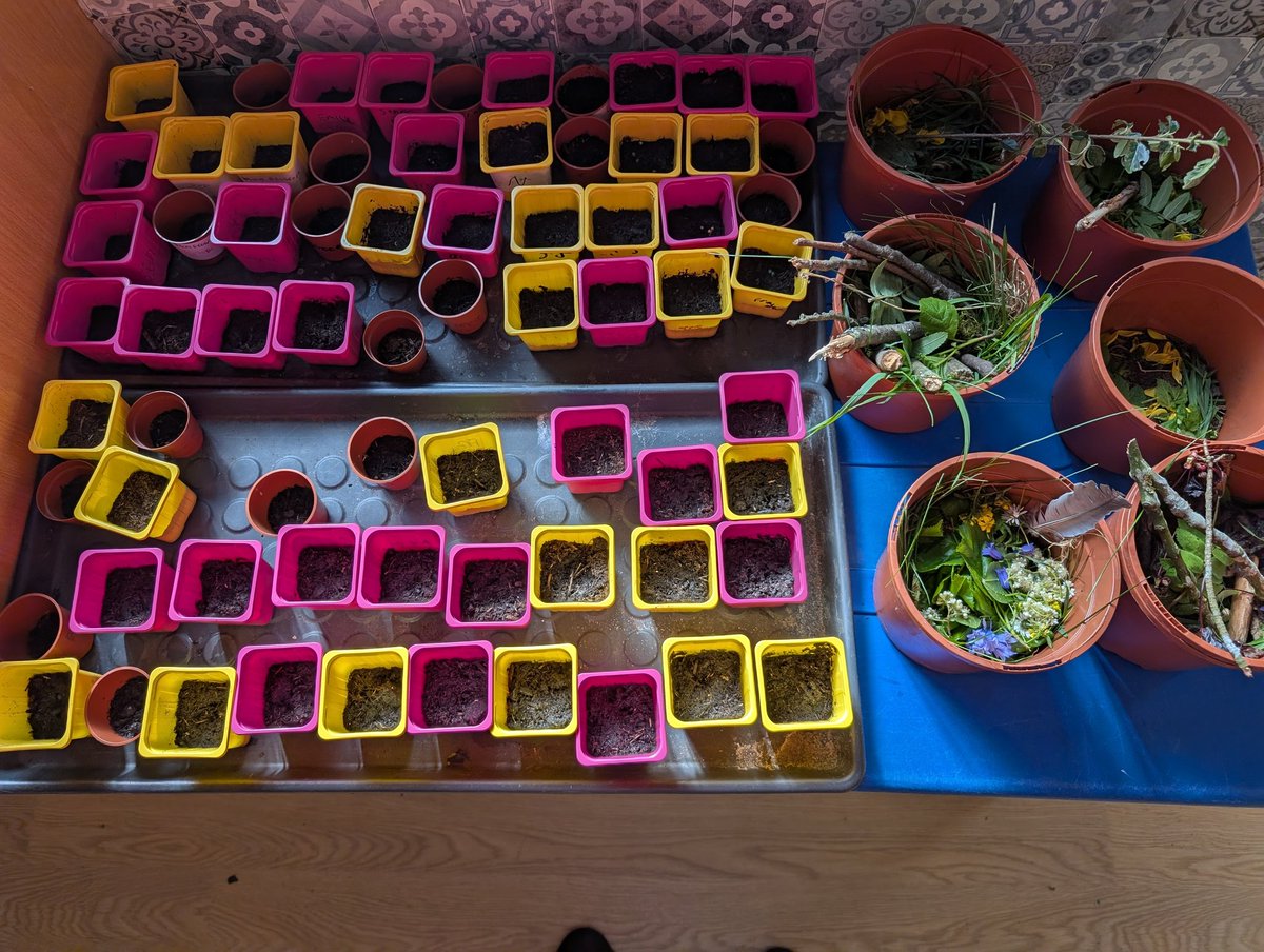 MrsSigurdsson's tweet photo. P2 planted seeds &amp; created minibeast pot homes as part of their Nature Reserve Garden idea. They checked packets to learn when they'd start to grow &amp; how tall. Lots of veg &amp; herb seeds were planted too. Thanks P5 who came to help us @DunipaceSTEM @_MissMcKechnie_ 🌳🌼🪱🪵🐌🌸🐛🌿 https://t.co/1gDqBvkF19