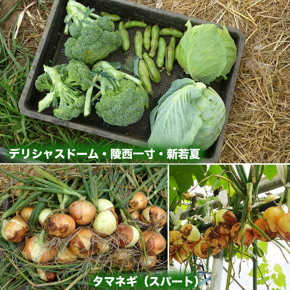 花摘みの連作 花摘みの連作 カード検索 ｜ Z/X - Zillions of enemy X - ゼクス公式