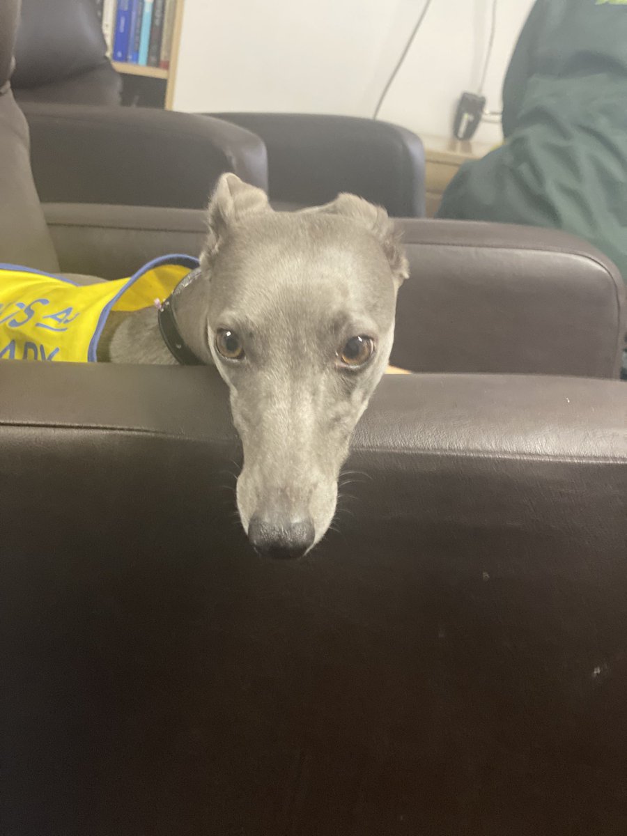 Jon T (@yas_jont) on Twitter photo I think it’s safe to say, the therapy dog visit from Skye from <a href="/PetsAsTherapyUK/">Pets As Therapy</a> was a success 🐶🥰
<a href="/YorksAmbulance/">Yorkshire Ambulance</a> I think it’s safe to say, the therapy dog visit from Skye from <a href="/PetsAsTherapyUK/">Pets As Therapy</a> was a success 🐶🥰
<a href="/YorksAmbulance/">Yorkshire Ambulance</a>