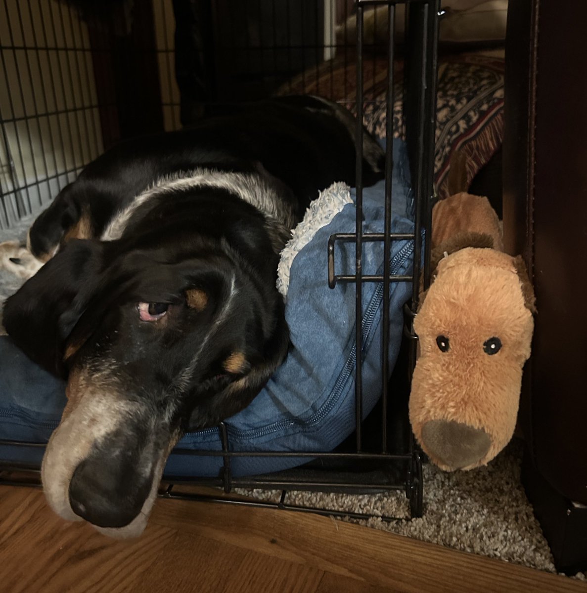 Bubba the 80 pound hound tweet media