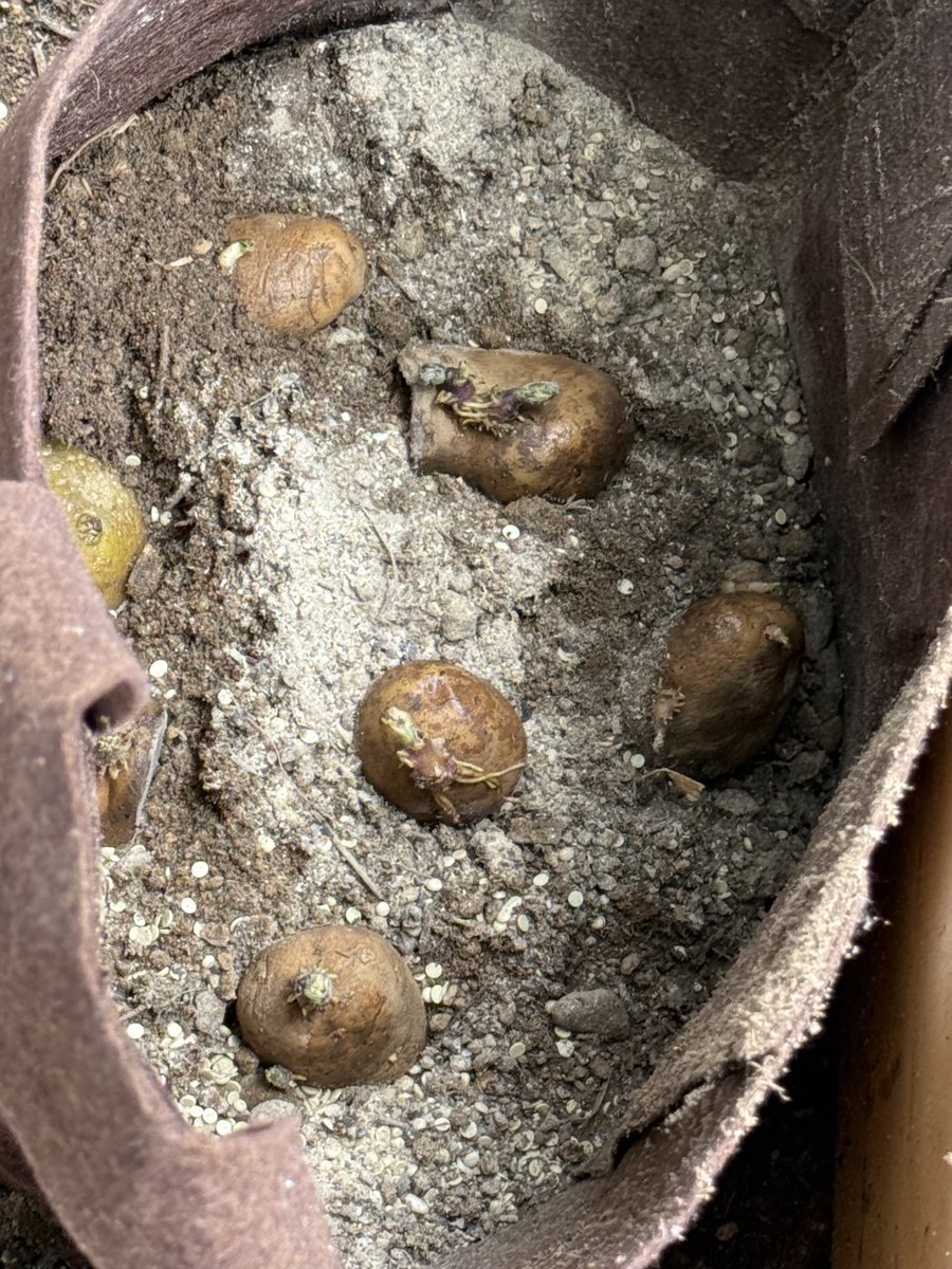 ThirtyOneCran's tweet image. growing my own food, potatoes, homemade and inexpensive 

#russet