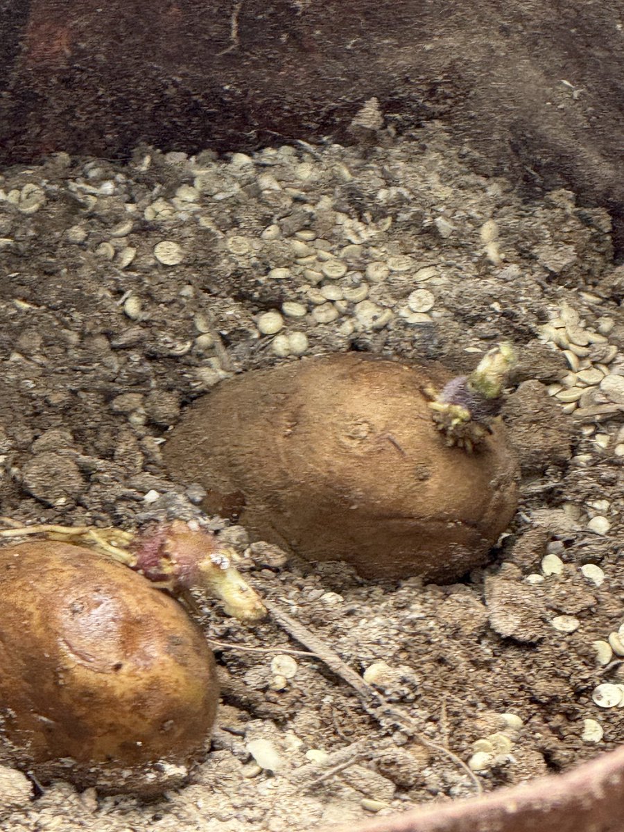 ThirtyOneCran's tweet image. growing my own food, potatoes, homemade and inexpensive 

#russet