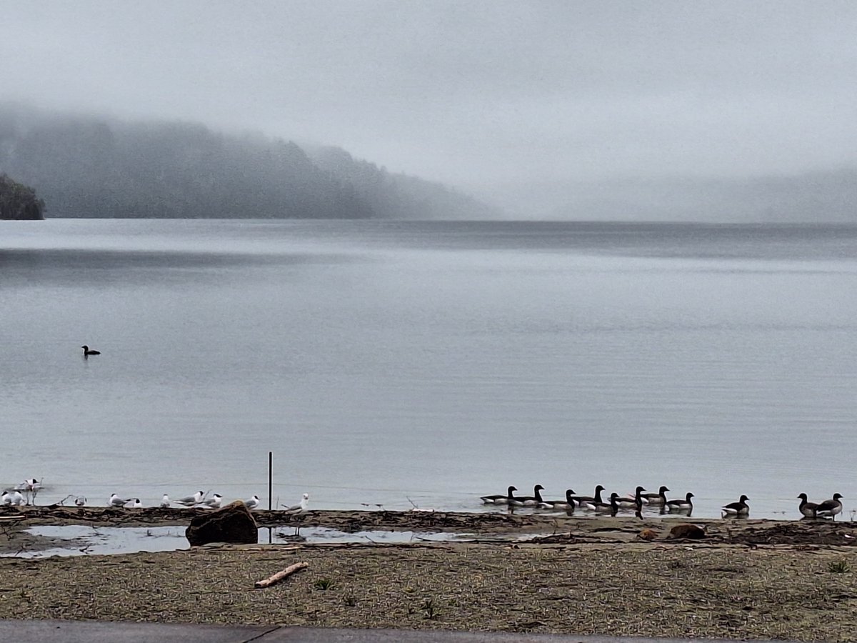 It's park opening day! We've already had really cool visitors, some from the Artic tundra. In this one photo: the brant goose, Franklin gull, ring billed gull, and common loon. Time to open the gates &amp; welcome more visitors to the 2025 season!
@vtstateparks #birding  #vt #vermont
