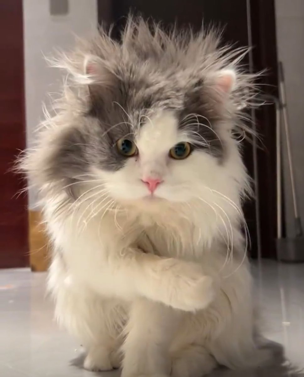 고양이 삐롱이 (@fromkittyk) on Twitter photo 