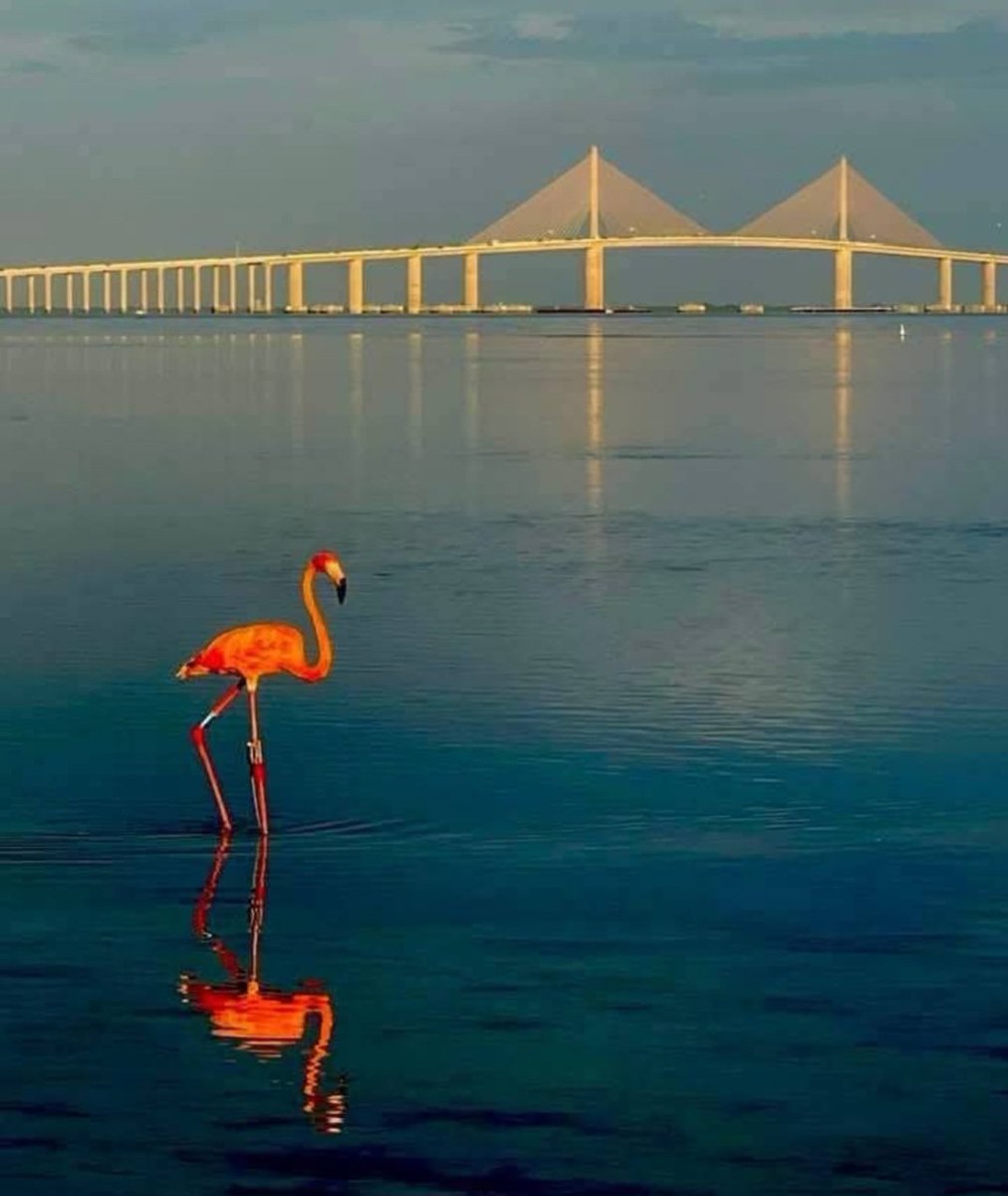 Good morning from the Gulf of America and Tampa Bay!

It's a 3 day weekend, enjoy.
From the Skyway Bridge over Tampa Bay in St Pete.