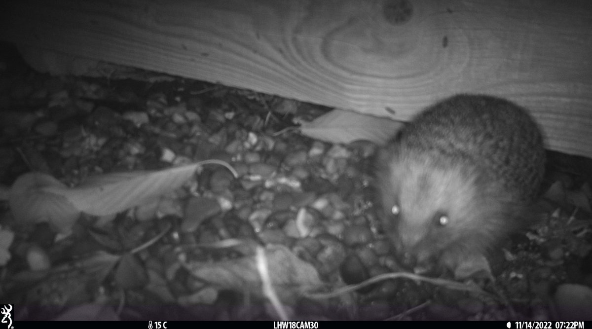 LondonHogWatch (@londonhogwatch) on Twitter photo Did you know? A hedgehog has an estimated 5000 olfactory receptors in its nose, making it sensitive enough to snuffle out earthworms in soil for dinner! 🐛🦔 🪱
#FunFactFriday #UKWildlife #Hedgehogs <a href="/hedgehogsociety/">Hedgehog Society</a> @officialzsl @zslscience Did you know? A hedgehog has an estimated 5000 olfactory receptors in its nose, making it sensitive enough to snuffle out earthworms in soil for dinner! 🐛🦔 🪱
#FunFactFriday #UKWildlife #Hedgehogs <a href="/hedgehogsociety/">Hedgehog Society</a> @officialzsl @zslscience