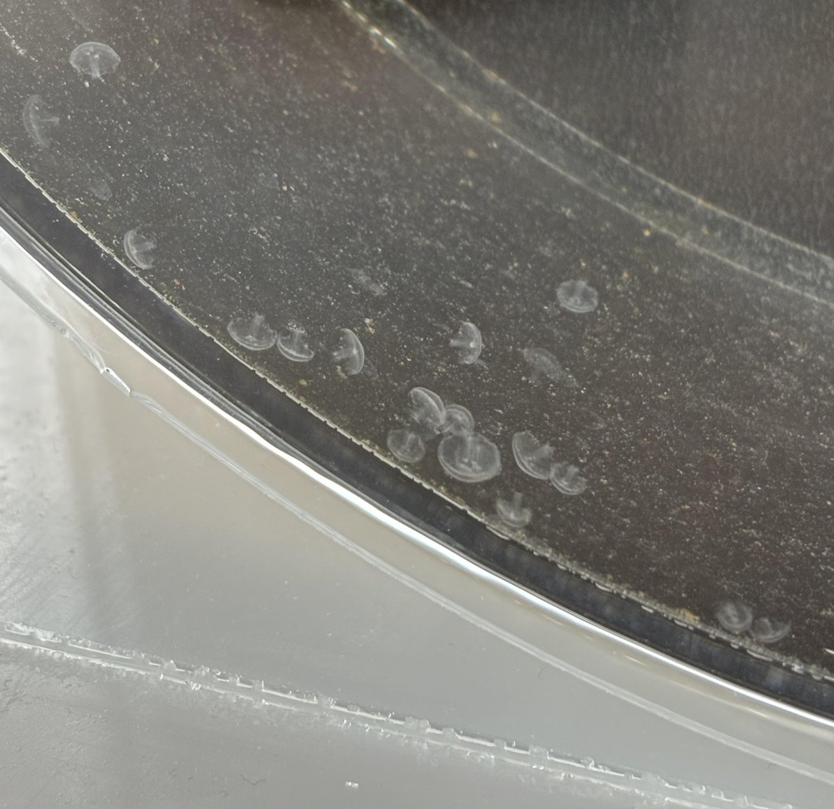 #CIM, through #ECIMAT, leads the Spanish node of #EMBRC, linking you to advanced marine research platforms and Europe-wide networks.
Enhance your MSCA project with transnational access, collaboration, and greater impact!
👉 cim.uvigo.gal/msca-postdocto…
#MSCA2025 #Aquaculture #EUFunds