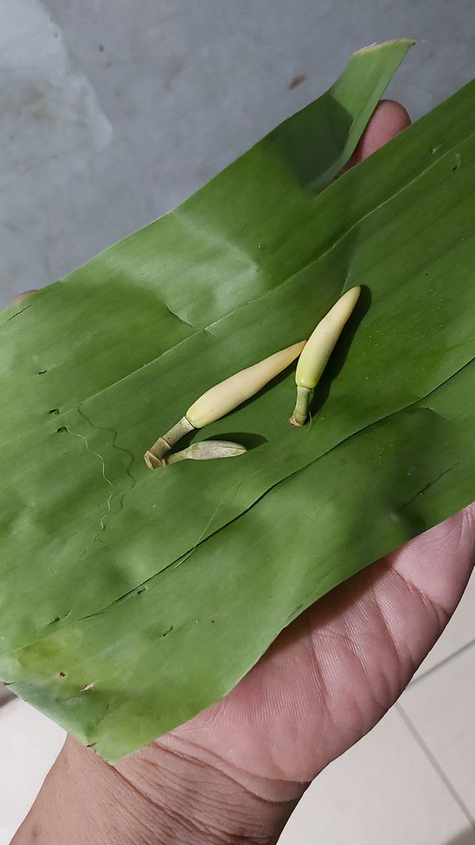 🐲PENTIL NAGA🐉 tweet media