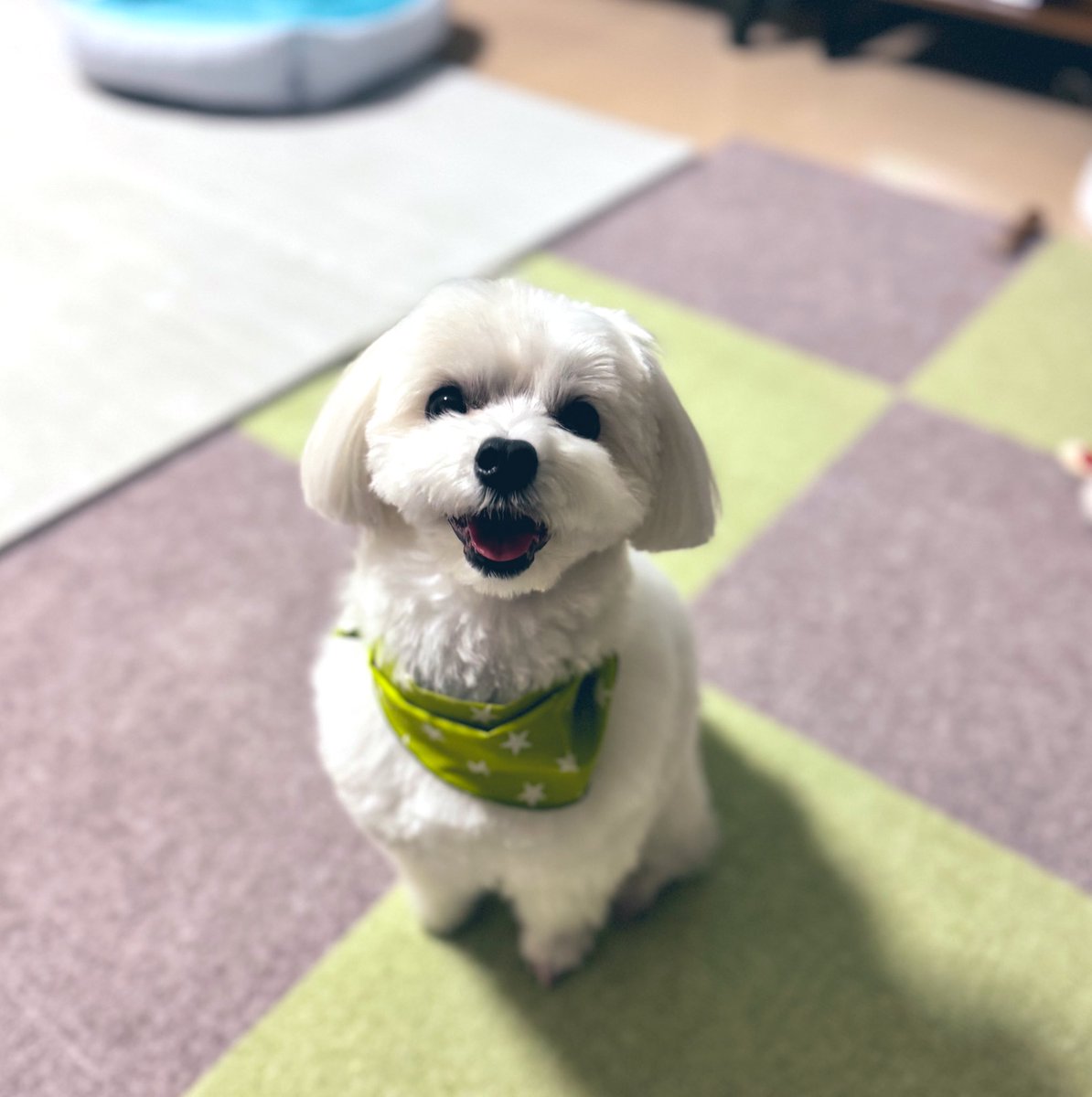 meme20220102's tweet photo. トリミング✂️に行って来たょ(´•ᴗ•ก) https://t.co/SFWU4nWdrB