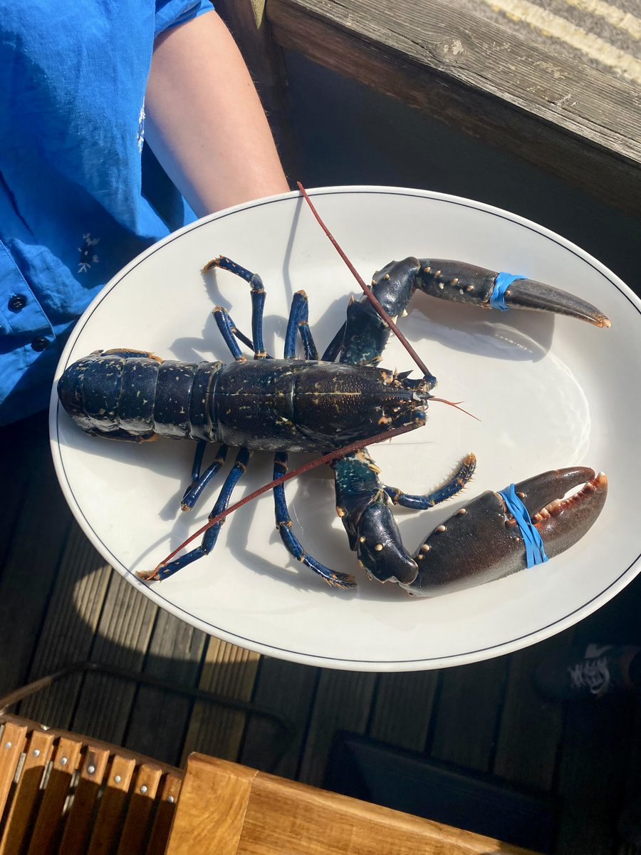 noahsbristol's tweet photo. First native lobster of the season from Weymouth Bay! 🦞 The perfect way to kickstart a bank holiday 🥂
#lobsterseason #fishandchips #lobster #nativelobster https://t.co/VjTwUuZjF0