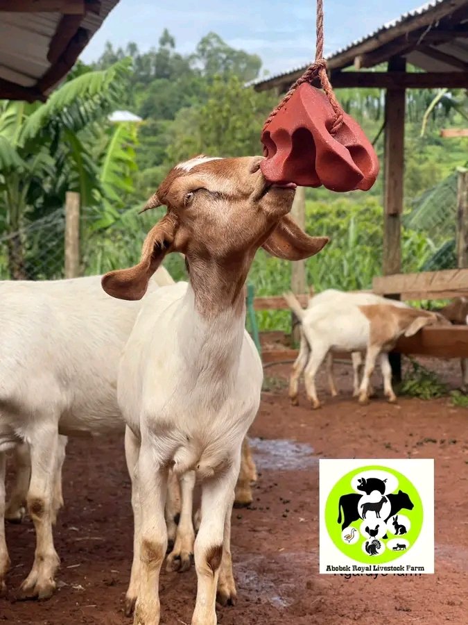 Salt blocks often contain essential minerals like sodium,calcium and phosphorus which are vital for goat health.

#GoatFaming