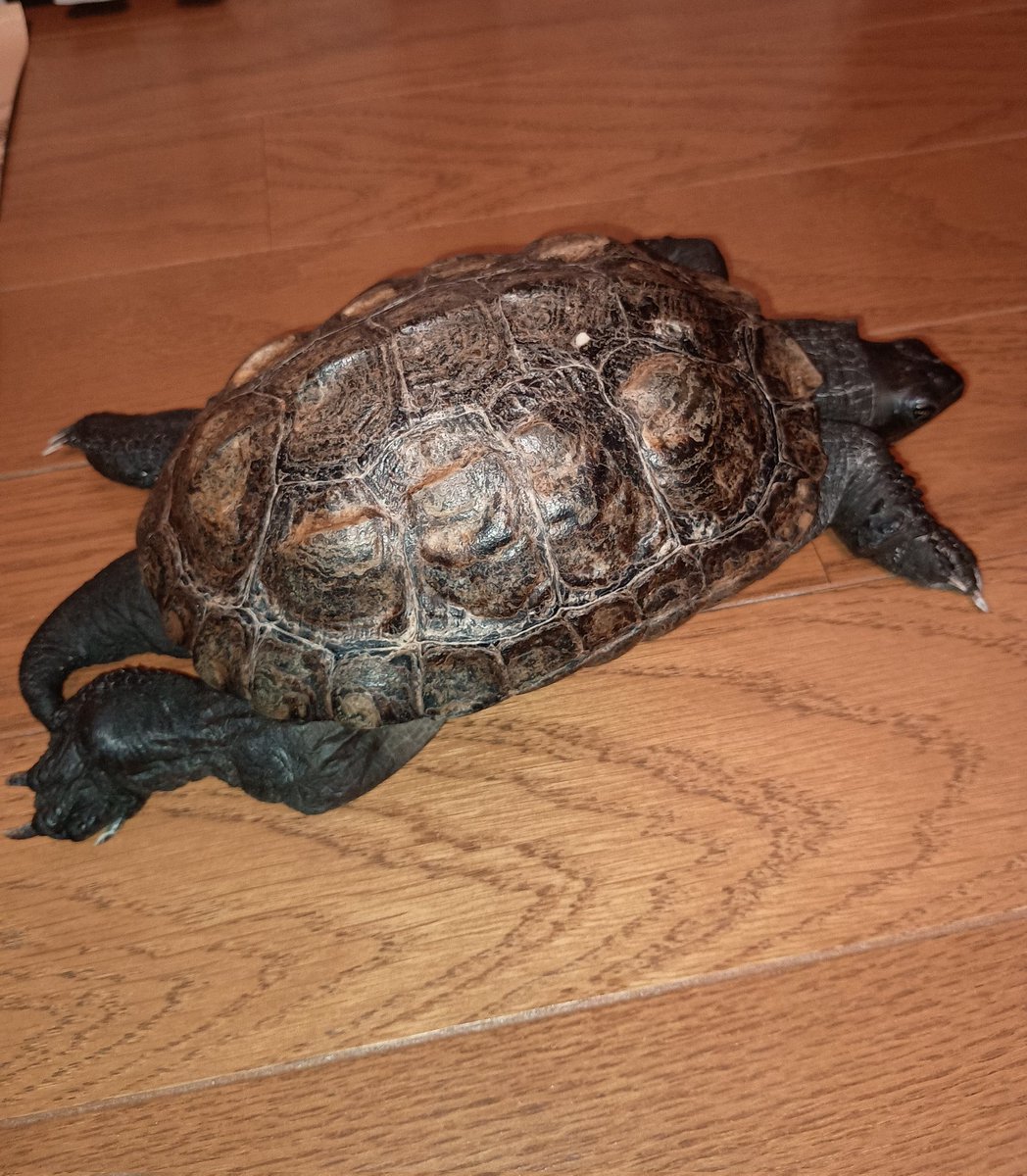 世界中のカメさんたちが幸せでありますように。
#世界カメの日