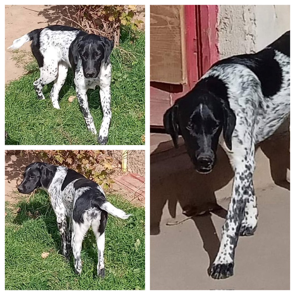 BetterRescue's tweet photo. Stunning Kimbra - 13 months -large - for adoption
https://t.co/fJtDKzdNyD
https://t.co/SkP3LFAI1e https://t.co/XfFh0FPwNh