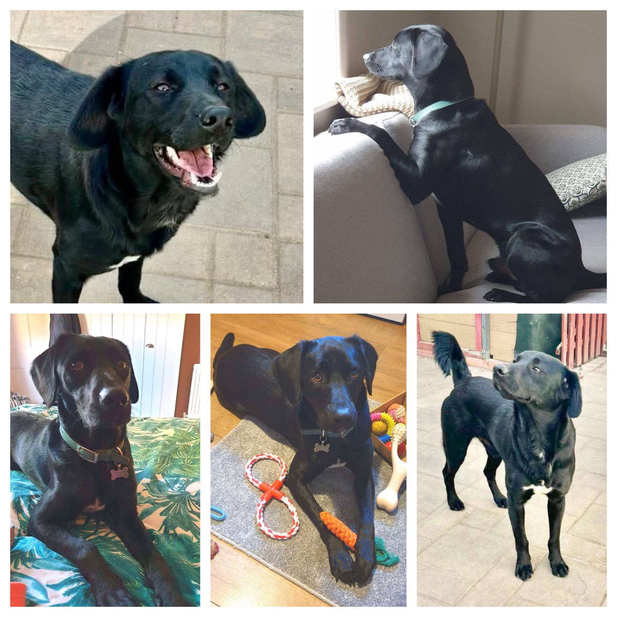 BetterRescue's tweet photo. Ricky - such a gentle, loving soul - 2 years - medium
https://t.co/fJtDKzdNyD
https://t.co/gdpZQ4QyTF https://t.co/gRqf5rtWDC