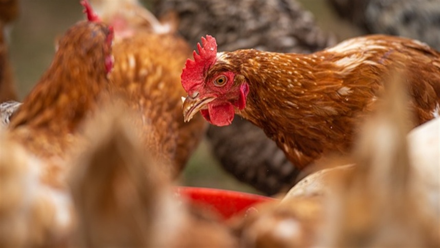 agrometropole's tweet photo. Verdadeiro ou falso: principais dúvidas sobre a gripe aviaria https://t.co/G38JPx5RsI https://t.co/3rbIOllpdW
