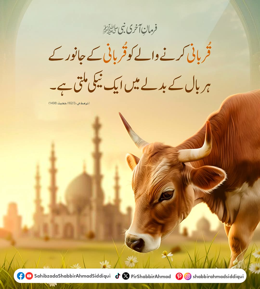 PirShabbirAhmad's tweet photo. فرمانِ آخری نبی ﷺ:
"قربانی کرنے والے کو قربانی کے جانور کے ہر بال کے بدلے میں ایک نیکی ملتی ہے۔"
(حدیثِ مبارکہ)
.
.
.
#Qurbani2025
#EidUlAdha
#SunnatEIbrahimi
#QurbaniKeFazail
#HadeesShareef
#NekiKaSawab
#IbadatKaLazzat
#EidKeDin
#RasoolAllahSAW
#DeenKiBaat https://t.co/STklIWLLmG