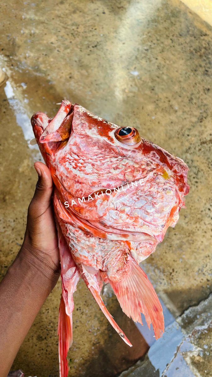 SamakiOnline's tweet photo. The reality is that the head of the fish is much more nutritious than the body of the fish. A fish head is rich in many vitamins,minerals and healthy fats (and are one of the healthiest foods for your health)
#seafood #samakionline #health #headfish https://t.co/Q4JHvrFrk2