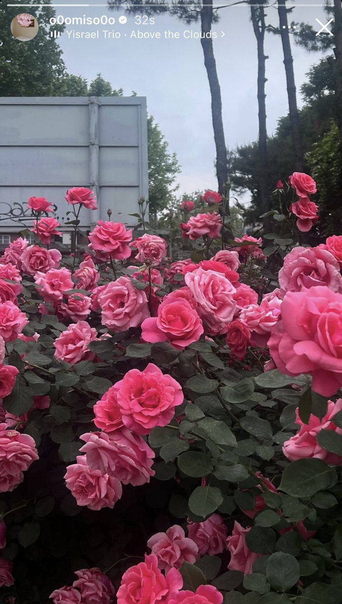 ☆ 23/05 MISO IG STORY UPDATE ☆

Roses 🌹&amp; “Above the clouds” 🎶

Hope she’s enjoying her day (hope you guys are enjoying it too) 🤍