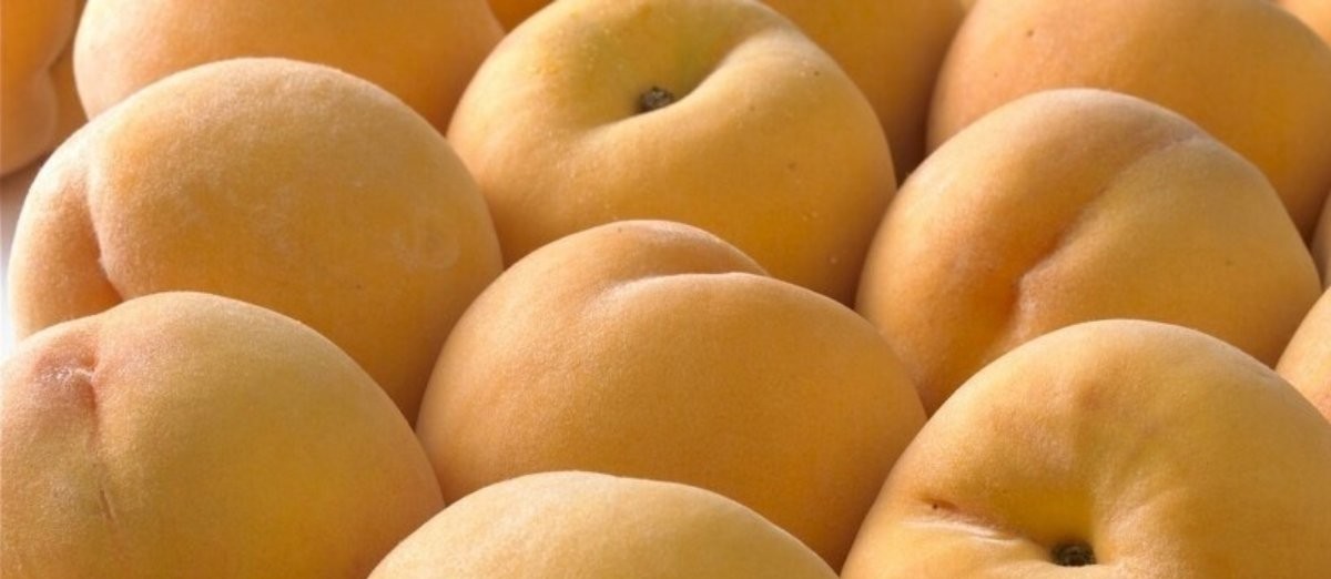 Eva Sereno (@evaesereno) on Twitter photo La nectarina tira de la producción de #fruta en Aragón en una campaña marcada por un 8% menos de superficie de cultivo
#agro
#agricultura
via <a href="/elEconomistaes/">elEconomista.es</a>
<a href="/UAGA_COAG/">UAGA-COAG Aragón</a>
eleconomista.es/retail-consumo… La nectarina tira de la producción de #fruta en Aragón en una campaña marcada por un 8% menos de superficie de cultivo
#agro
#agricultura
via <a href="/elEconomistaes/">elEconomista.es</a>
<a href="/UAGA_COAG/">UAGA-COAG Aragón</a>
eleconomista.es/retail-consumo…
