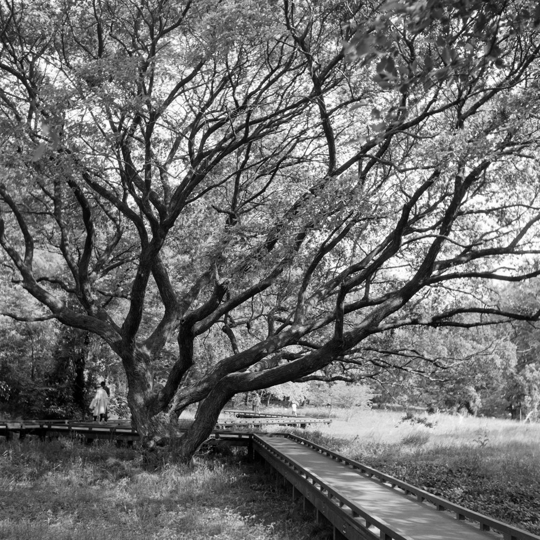 kei_arika's tweet photo. Days.
野川 2025.05
Rolleiflex Standard / Tessar 7.5cm F3.8 / FP4 PLUS
#rolleiflex #rolleiflexstandard #rollei #carlzeiss #tessar #ilford #fp4plus #filmphotography https://t.co/TGoHaD4oWX