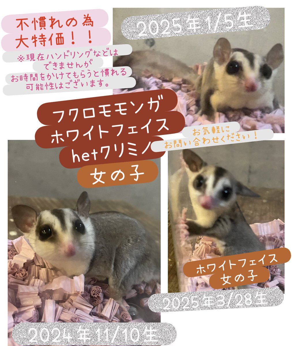 フクロモモンガ女の子3匹
大セールでーす✨✨
現在ハンドリングはできません💦
まだまだ小さいので時間をかけてもらうと慣れる可能性はございます🙇‍♀️
お問合せお待ちしております！！

#フクロモモンガ
#フクロモモンガ販売
#フクロモモンガベビー
#フクロモモンガベビー販売