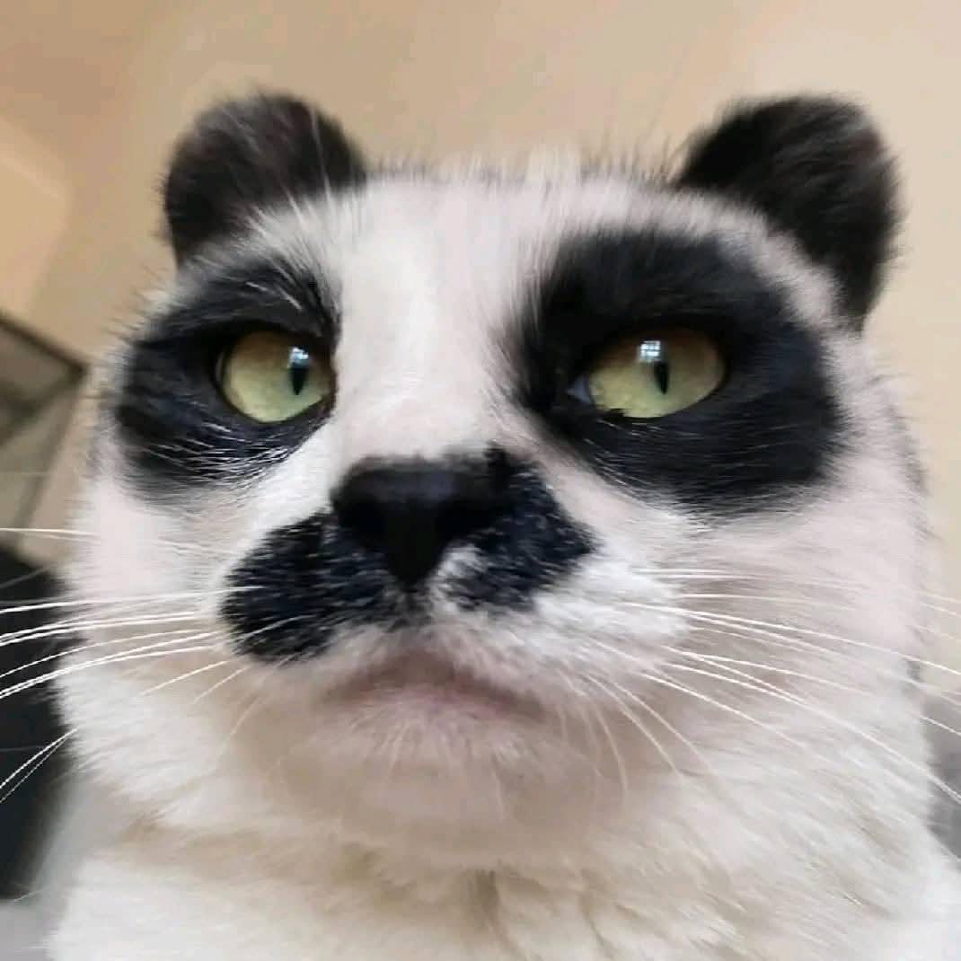 Koa La Nde Michi 😺😸😽😼😻 tweet media