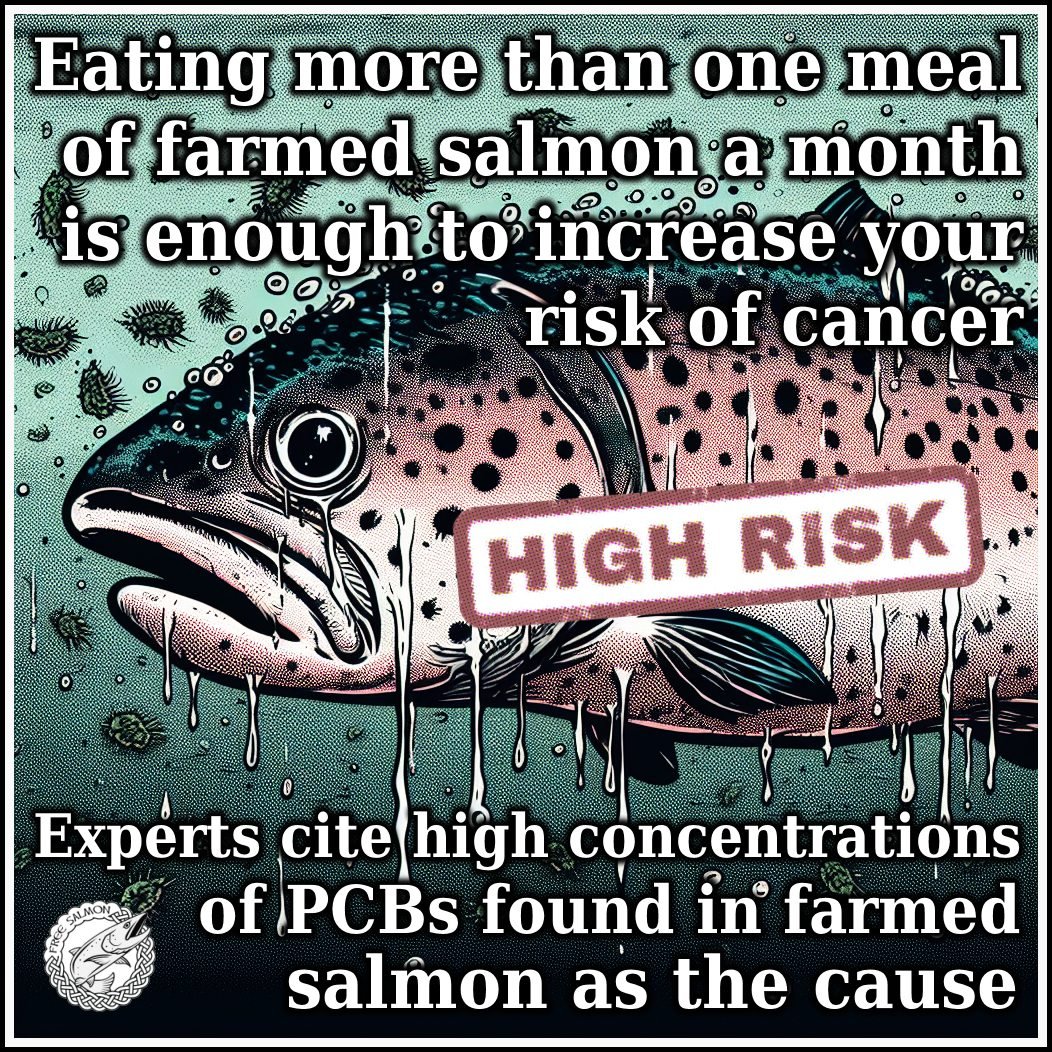 Any fish that eats other fish will bioaccumulate toxins like PCB's, mercury etc
It's not a healthy choice.