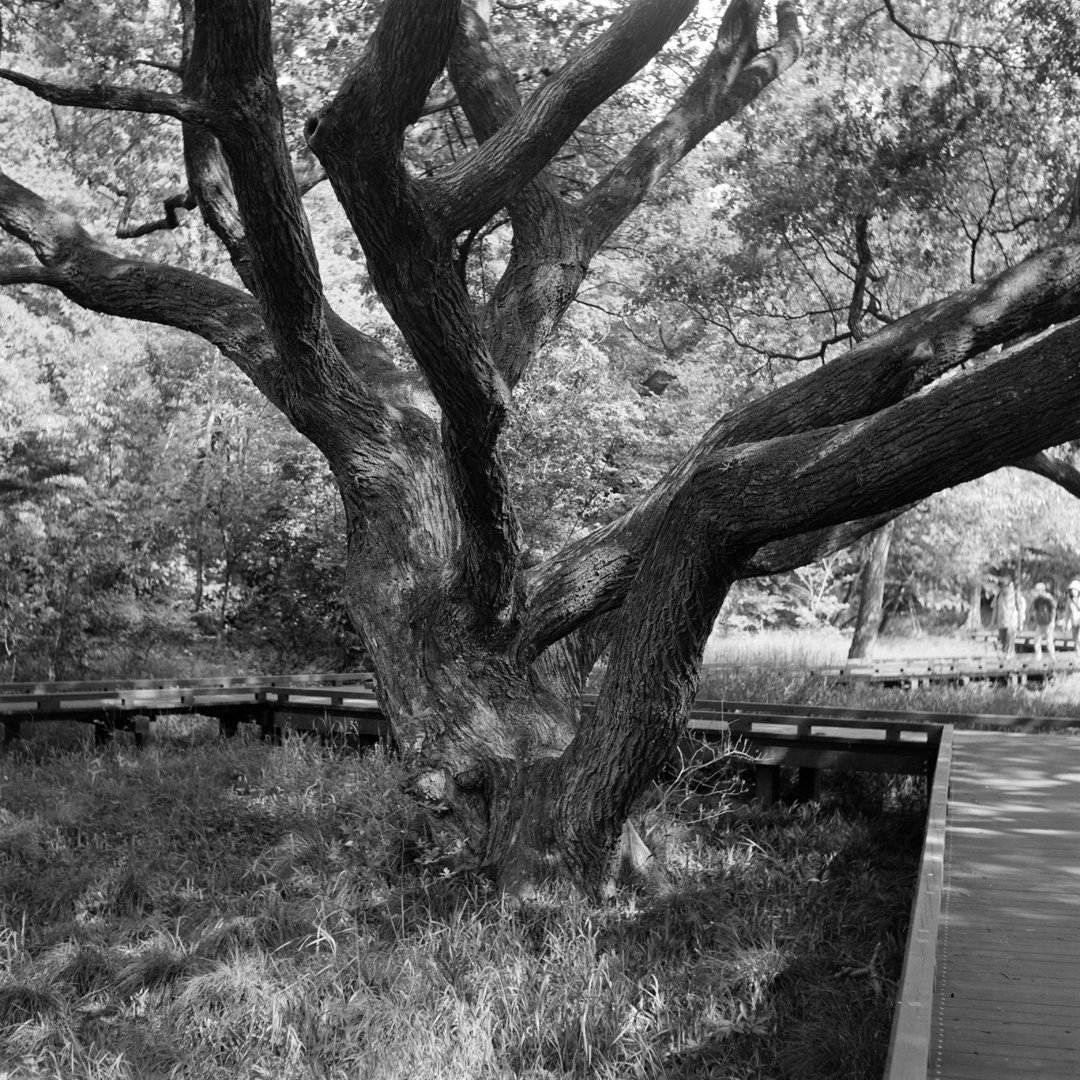 kei_arika's tweet photo. Days.
野川 2025.05
Rolleiflex Standard / Tessar 7.5cm F3.8 / FP4 PLUS
#rolleiflex #rolleiflexstandard #rollei #carlzeiss #tessar #ilford #fp4plus #filmphotography https://t.co/ne3ZvFdg06