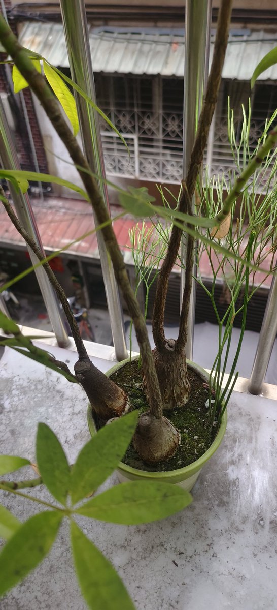 mayyoren's tweet photo. 這是啥植物啊？🤔 https://t.co/gS2ziqntcy