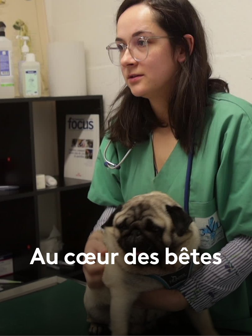 F3Alsace's tweet image. Devenir vétérinaire. C'est leur souhait depuis leur plus jeune âge. "Au cœur des bêtes", un documentaire d'H. Michel-Béchet en immersion dans une école vétérinaire france3-regions.franceinfo.fr/grand-est/deve… #vétérinaire #animaux #étudiant
