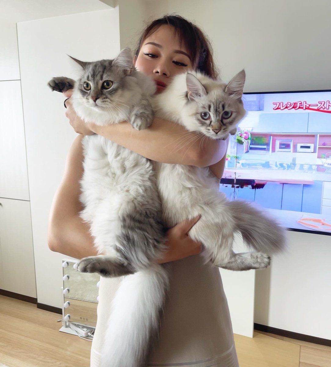 私の愛猫たちです🩶🤍

かわいい🤤🤤最近インスタのストーリー猫ばっかですが、どうぞお付き合いください🤤🤤

ラジャー🩶♂ 
サイベリアン×ネヴァマスカレード

マリー🤍︎︎ ♀
ネヴァマスカレード

2人ともディズニー作品のキャラクターから名前を付けました！