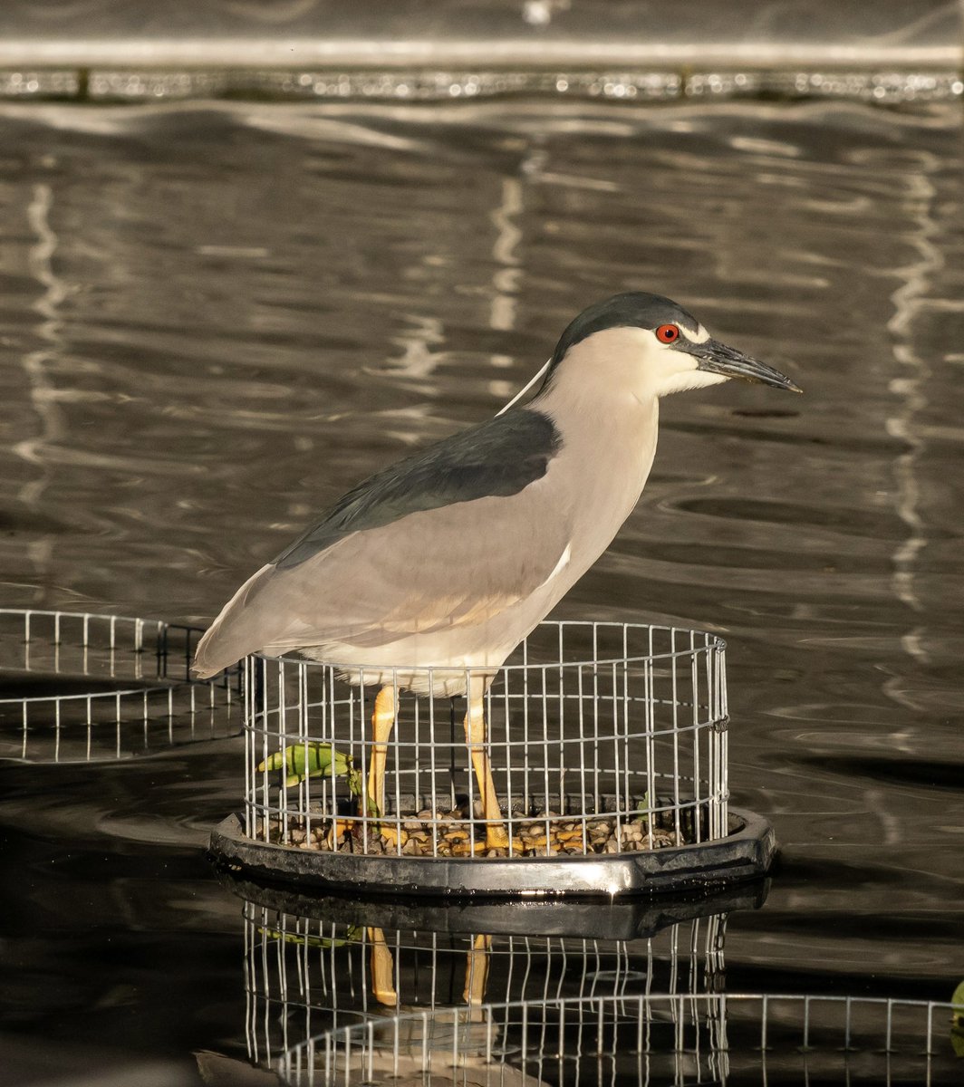 HartselFindBird's tweet photo. Black-crowned Night Heron at Battery Park City, NYC, Tuesday evening https://t.co/9Ac3c1HXsj